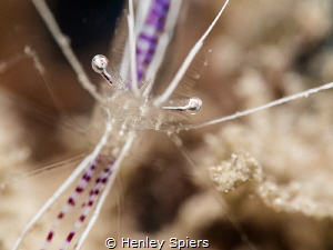Pederson Cleaner Shrimp (Ancyclomenes pedersoni), St Luci... by Henley Spiers 